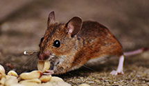 24 Hour & Emergency Exterminators in Salineville, OH